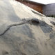 The ichthyosaur specimen with its stomach contents visible as a bodily protrusion.